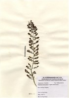 藏品(匍枝馬尾藻)的圖片